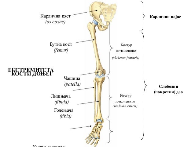 Скелет конечностей и их поясов таблица