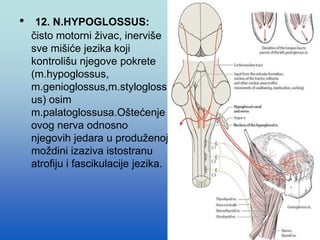 • 12. N.HYPOGLOSSUS:
čisto motorni živac, inerviše
sve mišiće jezika koji
kontrolišu njegove pokrete
(m.hypoglossus,
m.genioglossus,m.stylogloss
us) osim
m.palatoglossusa.Oštećenje
ovog nerva odnosno
njegovih jedara u produženoj
moždini izaziva istostranu
atrofiju i fascikulacije jezika.
 