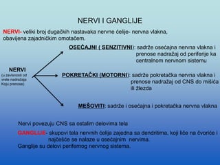 NERVI I GANGLIJE
NERVI- veliki broj dugačkih nastavaka nervne ćelije- nervna vlakna,
obavijena zajadničkim omotačem.
NERVI
(u zavisnosti od
vrste nadražaja
Koju prenose)
OSEĆAJNI ( SENZITIVNI): sadrže osećajna nervna vlakna i
prenose nadražaj od periferije ka
centralnom nervnom sistemu
POKRETAČKI (MOTORNI): sadrže pokretačka nervna vlakna i
prenose nadražaj od CNS do mišića
ili žlezda
MEŠOVITI: sadrže i osećajna i pokretačka nervna vlakna
GANGLIJE- skupovi tela nervnih ćelija zajedna sa dendritima, koji liče na čvoriće i
najčešće se nalaze u osećajnim nervima.
Ganglije su delovi perifernog nervnog sistema.
Nervi povezuju CNS sa ostalim delovima tela
 
