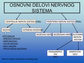 OSNOVNI DELOVI NERVNOG
SISTEMA
CENTRALNI NERVNI SISTEM (CNS)
MOZAK KIČMENA MOŽDINA
PERIFERNI NERVNI SISTEM (PNS)
MOŽDANI NERVI MOŽDINSKI NERVI AUTOMNI
NERVNI
SISTEM
PARASIMPATI
ČKI
DEO
SIMPATIČKI
DEO
PETODELNI
-SREDNJI MOZAK
-MEĐUMOZAK
-VELIKI MOZAK
-MALI MOZAK
-PRODUŽENA MOŽDINA
#nervni sistem čoveka je cevastog tipa
 