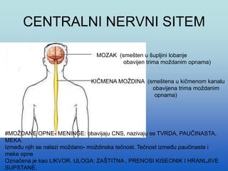 CENTRALNI NERVNI SITEM
MOZAK (smešten u šupljini lobanje
obavijen trima moždanim opnama)
KIČMENA MOŽDINA (smeštena u kičmenom kanalu
obavijena trima moždanim
opnama)
#MOŽDANE OPNE- MENINGE: obavijaju CNS, nazivaju se TVRDA, PAUČINASTA,
MEKA.
Između njih se nalazi moždano- moždinska tečnost. Tečnost između paučinaste i
meke opne
Označena je kao LIKVOR. ULOGA: ZAŠTITNA , PRENOSI KISEONIK I HRANLJIVE
SUPSTANE.
 