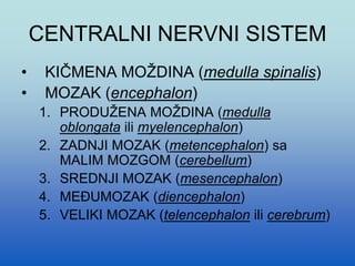 CENTRALNI NERVNI SISTEM
• KIČMENA MOŽDINA (medulla spinalis)
• MOZAK (encephalon)
1. PRODUŽENA MOŽDINA (medulla
oblongata ili myelencephalon)
2. ZADNJI MOZAK (metencephalon) sa
MALIM MOZGOM (cerebellum)
3. SREDNJI MOZAK (mesencephalon)
4. MEĐUMOZAK (diencephalon)
5. VELIKI MOZAK (telencephalon ili cerebrum)
 