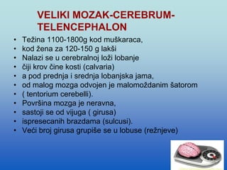 VELIKI MOZAK-CEREBRUM-
TELENCEPHALON
• Težina 1100-1800g kod muškaraca,
• kod žena za 120-150 g lakši
• Nalazi se u cerebralnoj loži lobanje
• čiji krov čine kosti (calvaria)
• a pod prednja i srednja lobanjska jama,
• od malog mozga odvojen je malomoždanim šatorom
• ( tentorium cerebelli).
• Površina mozga je neravna,
• sastoji se od vijuga ( girusa)
• ispresecanih brazdama (sulcusi).
• Veći broj girusa grupiše se u lobuse (režnjeve)
 