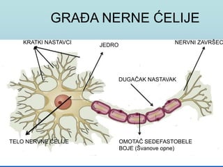GRAĐA NERNE ĆELIJE
KRATKI NASTAVCI
TELO NERVNE ĆELIJE
JEDRO
DUGAČAK NASTAVAK
OMOTAČ SEDEFASTOBELE
BOJE (Švanove opne)
NERVNI ZAVRŠEC
 