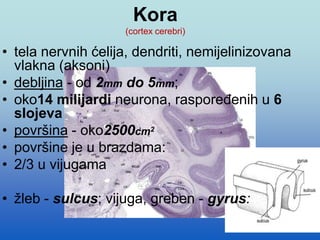 Kora
(cortex cerebri)
• tela nervnih ćelija, dendriti, nemijelinizovana
vlakna (aksoni)
• debljina - od 2mm do 5mm;
• oko14 milijardi neurona, raspoređenih u 6
slojeva
• površina - oko2500cm2
• površine je u brazdama:
• 2/3 u vijugama
• žleb - sulcus; vijuga, greben - gyrus:
 