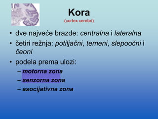 Kora
(cortex cerebri)
• dve najveće brazde: centralna i lateralna
• četiri režnja: potiljačni, temeni, slepoočni i
čeoni
• podela prema ulozi:
– motorna zona
– senzorna zona
– asocijativna zona
 