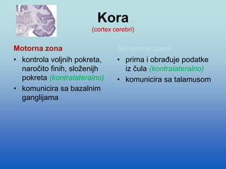 Kora
(cortex cerebri)
Motorna zona Senzorna zona
• prima i obrađuje podatke
iz čula (kontralateralno)
• komunicira sa talamusom
• kontrola voljnih pokreta,
naročito finih, složenijh
pokreta (kontralateralno)
• komunicira sa bazalnim
ganglijama
 