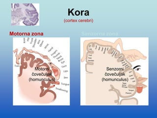 Kora
(cortex cerebri)
Motorna zona Senzorna zona
Motorni
čovečuljak
(homunculus)
Senzorni
čovečuljak
(homunculus)
 