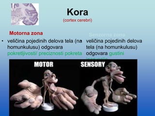 Kora
(cortex cerebri)
Motorna zona Senzorna zona
• veličina pojedinih delova tela (na
homunkulusu) odgovara
pokretljivosti/ preciznosti pokreta
• veličina pojedinih delova
tela (na homunkulusu)
odgovara gustini
inervacije
 