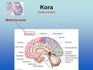 Kora
(cortex cerebri)
Motorna zona Senzorna zona
 