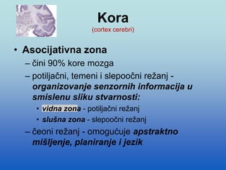 Kora
(cortex cerebri)
• Asocijativna zona
– čini 90% kore mozga
– potiljačni, temeni i slepoočni režanj -
organizovanje senzornih informacija u
smislenu sliku stvarnosti:
• vidna zona - potiljačni režanj
• slušna zona - slepoočni režanj
– čeoni režanj - omogućuje apstraktno
mišljenje, planiranje i jezik
 