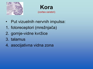 Kora
(cortex cerebri)
• Put vizuelnih nervnih impulsa:
1. fotoreceptori (mrežnjača)
2. gornje-vidne kvržice
3. talamus
4. asocijativna vidna zona
 