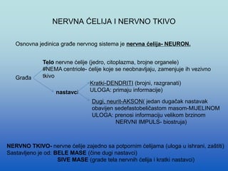 NERVNA ĆELIJA I NERVNO TKIVO
Osnovna jedinica građe nervnog sistema je nervna ćelija- NEURON.
Građa
Telo nervne ćelije (jedro, citoplazma, brojne organele)
#NEMA centriole- ćelije koje se neobnavljaju, zamenjuje ih vezivno
tkivo
nastavci
Kratki-DENDRITI (brojni, razgranati)
ULOGA: primaju informacije)
Dugi, neurit-AKSON( jedan dugačak nastavak
obavijen sedefastobeličastom masom-MIJELINOM
ULOGA: prenosi informaciju velikom brzinom
NERVNI IMPULS- biostruja)
NERVNO TKIVO- nervne ćelije zajedno sa potpornim ćelijama (uloga u ishrani, zaštiti)
Sastavljeno je od: BELE MASE (čine dugi nastavci)
SIVE MASE (grade tela nervnih ćelija i kratki nastavci)
 