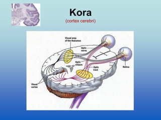 Kora
(cortex cerebri)
 