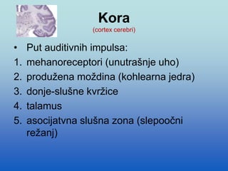 Kora
(cortex cerebri)
• Put auditivnih impulsa:
1. mehanoreceptori (unutrašnje uho)
2. produžena moždina (kohlearna jedra)
3. donje-slušne kvržice
4. talamus
5. asocijatvna slušna zona (slepoočni
režanj)
 