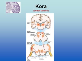 Kora
(cortex cerebri)
 