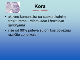 Kora
(cortex cerebri)
• aktivno komunicira sa subkortikalnim
strukturama - talamusom i bazalnim
ganglijama
• više od 90% puteva su oni koji povezuju
različite zone kore
 