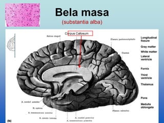 Bela masa
(substantia alba)
 
