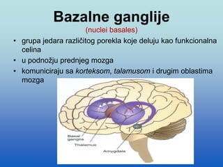 Bazalne ganglije
(nuclei basales)
• grupa jedara različitog porekla koje deluju kao funkcionalna
celina
• u podnožju prednjeg mozga
• komuniciraju sa korteksom, talamusom i drugim oblastima
mozga
 