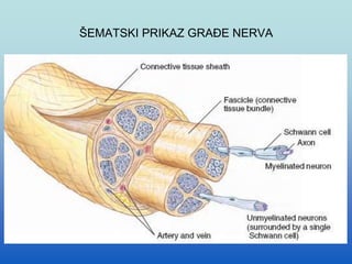 ŠEMATSKI PRIKAZ GRAĐE NERVA
 