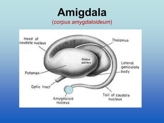 Amigdala
(corpus amygdaloideum)
 