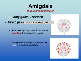 Amigdala
(corpus amygdaloideum)
• gr. amygdalē - badem
• funkcija -emocionalne reakcije
1. Kraća putanja - receptori  talamus 
amigdala  emocionalna reakcija
2. Duža putanja - receptori  talamus 
kora  emocionalna reakcija
 