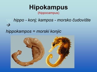 Hipokampus
(hippocampus)
•gr. hippo - konj; kampos - morsko čudovište

hippokampos = morski konjic
 