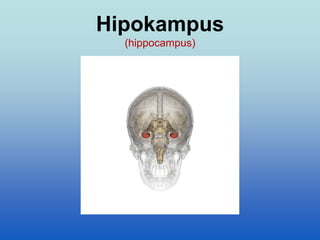 Hipokampus
(hippocampus)
 