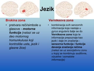 Jezik
Brokina zona
• pretvara reči/simbole u
glasove - motorna
funkcija (nalazi se uz
deo motornog
homunkulusa koji
kontroliše usta, jezik i
glasne žice)
Vernikeova zona
• kombinacija svih senzornih
informacija koja nastaje u
gyrus angularis šalje se do
Vernikeove zone koja te
informacije prepoznaje kao
jezik i daje im značenje -
senzorna funkcija i funkcija
davanja značenja rečima
(nalazi se uz asocijativnu zonu
u kojoj se kombinuju auditivne,
vizuelne i somatske
informacije)
 