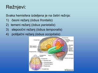 Režnjevi:
Svaka hemisfera izdeljena je na četiri režnja:
1) čeoni režanj (lobus frontalis)
2) temeni režanj (lobus parietalis)
3) slepoočni režanj (lobus temporalis)
4) potiljačni režanj (lobus occipitalis)
 