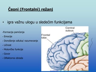 Čeoni (Frontalni) režanj
• igra važnu ulogu u sledećim funkcijama
-Formacija pamćenja
- Emocije
- Donošenje odluka/ razumevanje
- Ličnost
- Motoričke funkcije
- Govor
- Olfaktorna obrada
Modified from: http://www.bioon.com/book/biology/whole/image/1/1-
 