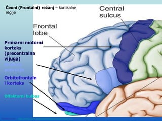 52
Primarni motorni
korteks
(precentralna
vijuga)
Brokino
područje
Orbitofrontaln
i korteks
Olfaktorni bulbus
Modified from: http://www.bioon.com/book/biology/whole/image/1/1-
Čeoni (Frontalni) režanj – kortikalne
regije
 