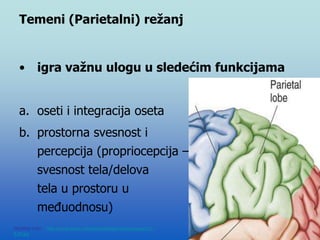 53
Temeni (Parietalni) režanj
• igra važnu ulogu u sledećim funkcijama
a. oseti i integracija oseta
b. prostorna svesnost i
percepcija (propriocepcija –
svesnost tela/delova
tela u prostoru u
međuodnosu)
Modified from: http://www.bioon.com/book/biology/whole/image/1/1-
8.tif.jpg
 