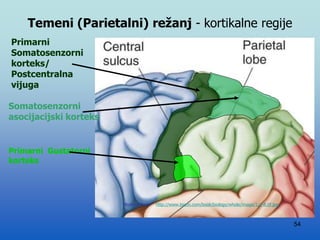 54
Primarni
Somatosenzorni
korteks/
Postcentralna
vijuga
Primarni Gustatorni
korteks
Somatosenzorni
asocijacijski korteks
Modified from: http://www.bioon.com/book/biology/whole/image/1/1-8.tif.jpg
Temeni (Parietalni) režanj - kortikalne regije
 