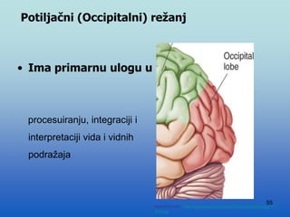 55
Potiljačni (Occipitalni) režanj
• Ima primarnu ulogu u
procesuiranju, integraciji i
interpretaciji vida i vidnih
podražaja
Modified from: http://www.bioon.com/book/biology/whole/image/1/1-
8.tif.jpg
 