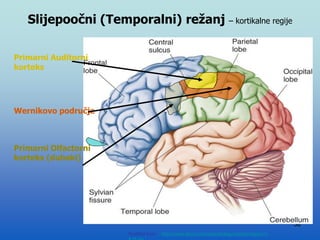 58
Primarni Auditorni
korteks
Wernikovo područje
Primarni Olfactorni
korteks (duboki)
Modified from: http://www.bioon.com/book/biology/whole/image/1/1-
Slijepoočni (Temporalni) režanj – kortikalne regije
 
