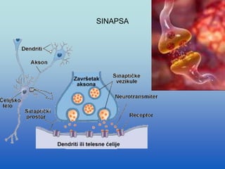 SINAPSA
 
