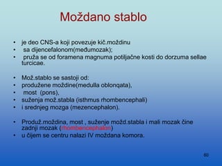60
Moždano stablo
• je deo CNS-a koji povezuje kič.moždinu
• sa dijencefalonom(međumozak);
• pruža se od foramena magnuma potiljačne kosti do dorzuma sellae
turcicae.
• Mož.stablo se sastoji od:
• produžene moždine(medulla oblonqata),
• most (pons),
• suženja mož.stabla (isthmus rhombencephali)
• i srednjeg mozga (mezencephalon).
• Produž.moždina, most , suženje možd.stabla i mali mozak čine
zadnji mozak (rhombencephalon)
• u čijem se centru nalazi IV moždana komora.
 