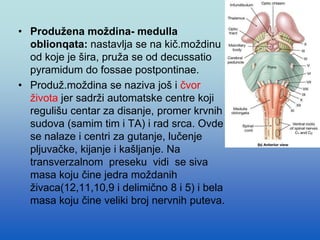 • Produžena moždina- medulla
oblionqata: nastavlja se na kič.moždinu
od koje je šira, pruža se od decussatio
pyramidum do fossae postpontinae.
• Produž.moždina se naziva još i čvor
života jer sadrži automatske centre koji
regulišu centar za disanje, promer krvnih
sudova (samim tim i TA) i rad srca. Ovde
se nalaze i centri za gutanje, lučenje
pljuvačke, kijanje i kašljanje. Na
transverzalnom preseku vidi se siva
masa koju čine jedra moždanih
živaca(12,11,10,9 i delimično 8 i 5) i bela
masa koju čine veliki broj nervnih puteva.
 