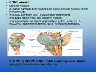 • PONS –most:
• širi je od medule
• jer sadrži ogroman broj vlakana koja grade masivne srednje nožice
malog mozga.
• Ima bazu (ventralni deo) i dorzalni deo(tegmentum),
• kroz bazu prolazi veliki broj snopova aksona,
• a u tegmentumu se nalaze odgovarajući putevi, jedra 7,6 i 5
mož.živca i delimično 8, relejna jedra i retikularna formacija.
• ISTHMUS RHOMBENCEPHALI-suženje mož.stabla:
spaja pons sa mezencephalonom
 