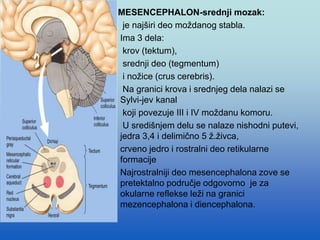 MESENCEPHALON-srednji mozak:
• je najširi deo moždanog stabla.
• Ima 3 dela:
• krov (tektum),
• srednji deo (tegmentum)
• i nožice (crus cerebris).
• Na granici krova i srednjeg dela nalazi se
Sylvi-jev kanal
• koji povezuje III i IV moždanu komoru.
• U središnjem delu se nalaze nishodni putevi,
jedra 3,4 i delimično 5 ž.živca,
• crveno jedro i rostralni deo retikularne
formacije
• Najrostralniji deo mesencephalona zove se
pretektalno područje odgovorno je za
okularne reflekse leži na granici
mezencephalona i diencephalona.
 