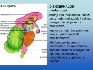 DIENCEPHALON-
međumozak
prednji deo mož.stabla, nalazi
se između mož.stabla i velikog
mozga, nastavlja se na
mož.stablo.
Ima dve simetrične polovine,
koje su razdvojene III
mož.komorom.
Međumozak je prema
morfološkim i funkcionalnim
karakteristikama podeljen na :
talamus, epitalamus,
metatalamus, suptalamus i
hipofizu.
 