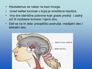• Hipotalamus se nalazi na bazi mozga,
• iznad sellae turcicae u kojoj je smeštena hipofiza,
• ima dve identične polovine koje grade prednji i zadnji
zid III moždane komore I njeno dno.
• Deli se na tri dela: preoptičko područje, medijalni deo I
lateralni deo.
 