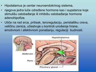 • Hipotalamus je centar neuroendokrinog sistema,
• njegova jedra luče određene hormone kao i supstance koje
stimulišu oslobađanje ili inhibišu oslobađanje hormona
adenohipofize.
• Utiče na rad srca, pritisak, teroregulaciju, peristaltiku creva,
veličinu zenica, učestvuje u kontroli unošenja hrane,
emotivnom i afektivnom ponašanju, regulaciji budnosti.
 
