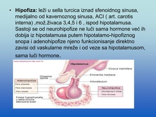 • Hipofiza: leži u sella turcica iznad sfenoidnog sinusa,
medijalno od kavernoznog sinusa, ACI ( art. carotis
interna) ,mož.živaca 3,4,5 i 6 , ispod hipotalamusa.
Sastoji se od neurohipofize ne luči sama hormone već ih
dobija iz hipotalamusa putem hipotalamo-hipofiznog
snopa i adenohipofize njeno funkcionisanje direktno
zavisi od vaskularne mreže i od veze sa hipotalamusom,
sama luči hormone.
 