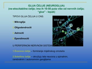 GLIJA ĆELIJE (NEUROGLIJA)
(ne-ekscitabilne ćelije; ima ih 10-50 puta više od nervnih ćelija;
“glue” - lepak)
TIPOVI GLIJA ĆELIJA U CNS:
1.Mikroglija
2.Oligodendrociti
3.Astrociti
4.Ependimociti
U PERIFERNOM NERVNOM SISTEMU:
1.Švanove ćelije – formiranje mijelinskog omotača
2.Satelitne ćelije – okružuju tela neurona u spinalnim,
cerebralnim i autonomnim ganglijama
 