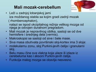 Mali mozak-cerebellum
• Leži u zadnjoj lobanjskoj jami
iza moždanog stabla sa kojim gradi zadnji mozak
( rhombencephalon),
nalazi se ispod okcipitalnog režnja velikog mozga od
njega je odvojen duralnom pregradom.
• Mali mozak je nepravilnog oblika, sastoji se od dve
hemisfere i srednjeg dela (vermis).
• Makroskopsi se sastoji od sive i bele mase.
• Siva masa obuhvata površinski sloj-kortex ima 3 sloja:
• molekularnu zonu, sloj Purkini-jevih ćelija i granularni
sloj.
• Belu masu čine sva vlakna koja ulaze ili izlaze iz
cerebeluma kao i aksoni Purkini-jevih ćelija.
• Funkcija malog mozga se obavlja nesvesno.
 