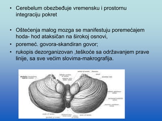 • Cerebelum obezbeđuje vremensku i prostornu
integraciju pokret
• Oštećenja malog mozga se manifestuju poremećajem
hoda- hod ataksičan na širokoj osnovi,
• poremeć. govora-skandiran govor;
• rukopis dezorganizovan ,teškoće sa održavanjem prave
linije, sa sve većim slovima-makrografija.
 