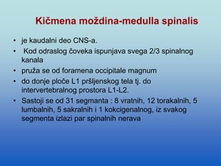 Kičmena moždina-medulla spinalis
• je kaudalni deo CNS-a.
• Kod odraslog čoveka ispunjava svega 2/3 spinalnog
kanala
• pruža se od foramena occipitale magnum
• do donje ploče L1 pršljenskog tela tj. do
intervertebralnog prostora L1-L2.
• Sastoji se od 31 segmanta : 8 vratnih, 12 torakalnih, 5
lumbalnih, 5 sakralnih i 1 kokcigenalnog, iz svakog
segmenta izlazi par spinalnih nerava
 
