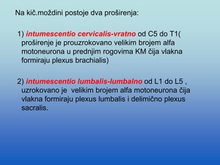 Na kič.moždini postoje dva proširenja:
1) intumescentio cervicalis-vratno od C5 do T1(
proširenje je prouzrokovano velikim brojem alfa
motoneurona u prednjim rogovima KM čija vlakna
formiraju plexus brachialis)
2) intumescentio lumbalis-lumbalno od L1 do L5 ,
uzrokovano je velikim brojem alfa motoneurona čija
vlakna formiraju plexus lumbalis i delimično plexus
sacralis.
 